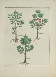 Illustration aus dem Buch der einfachen Heilmittel von Mattheaus Platearius (gest. um 1161) c.1470